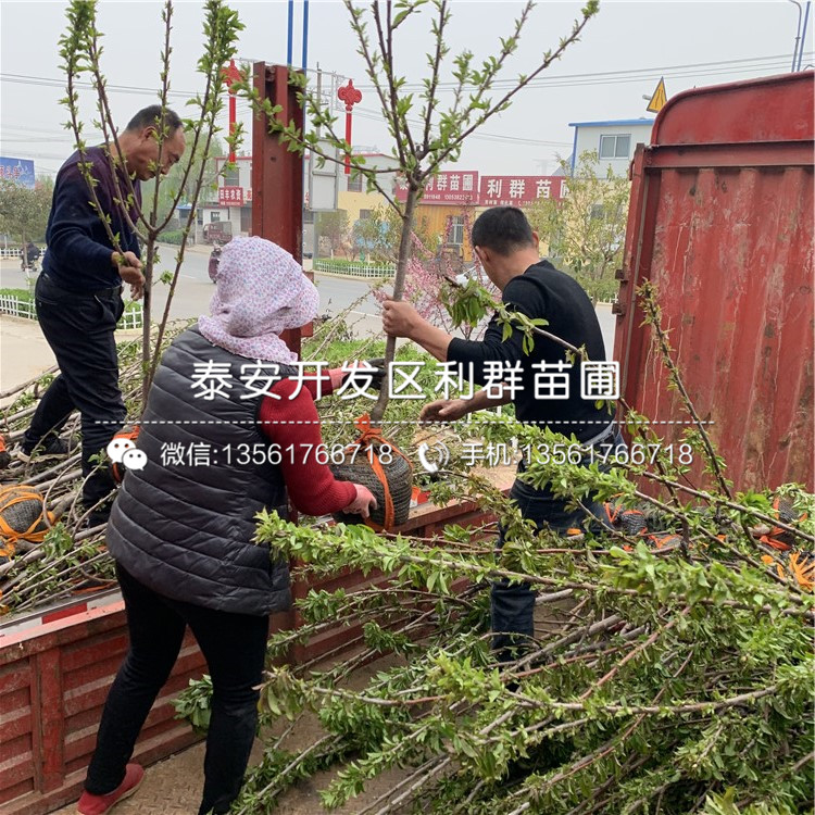 吉塞拉12號(hào)出售、吉塞拉12號(hào)價(jià)格及基地