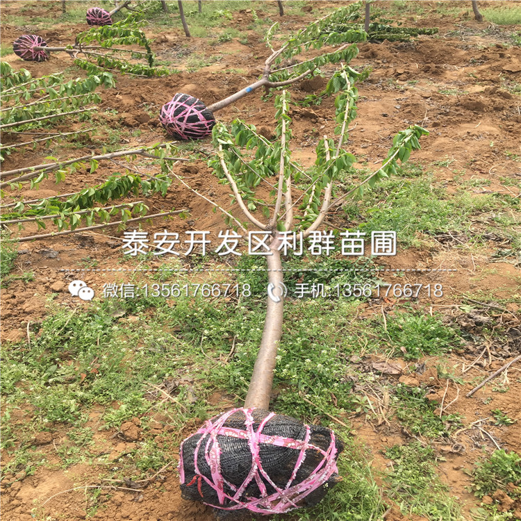 新品種吉塞拉6號(hào)價(jià)格、新品種吉塞拉6號(hào)基地