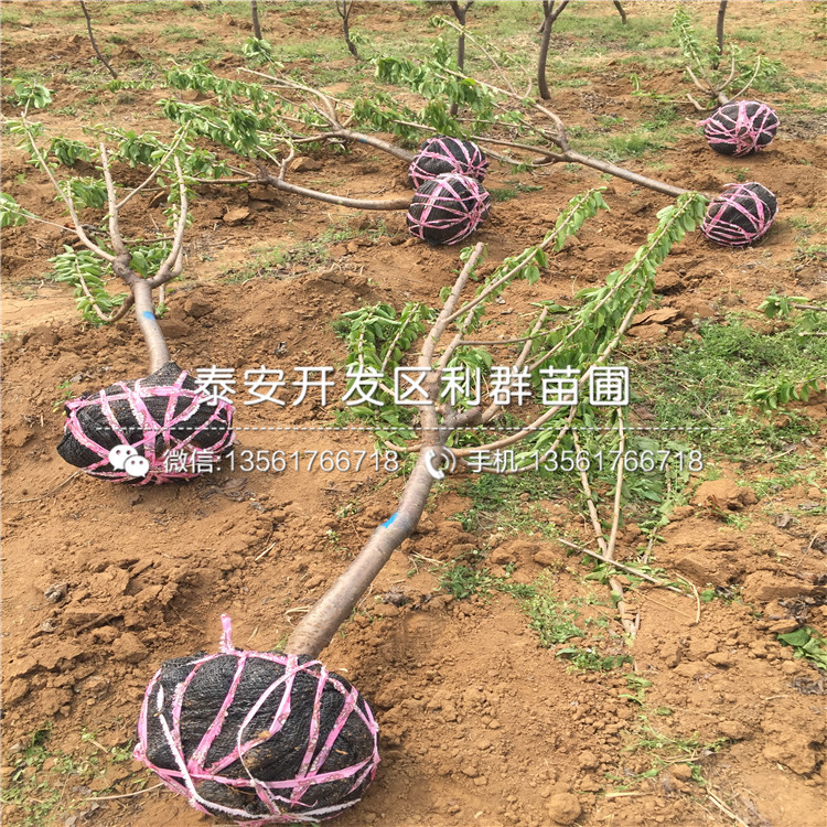 車?yán)遄用鐖?bào)價(jià)、車?yán)遄用鐑r(jià)格及報(bào)價(jià)