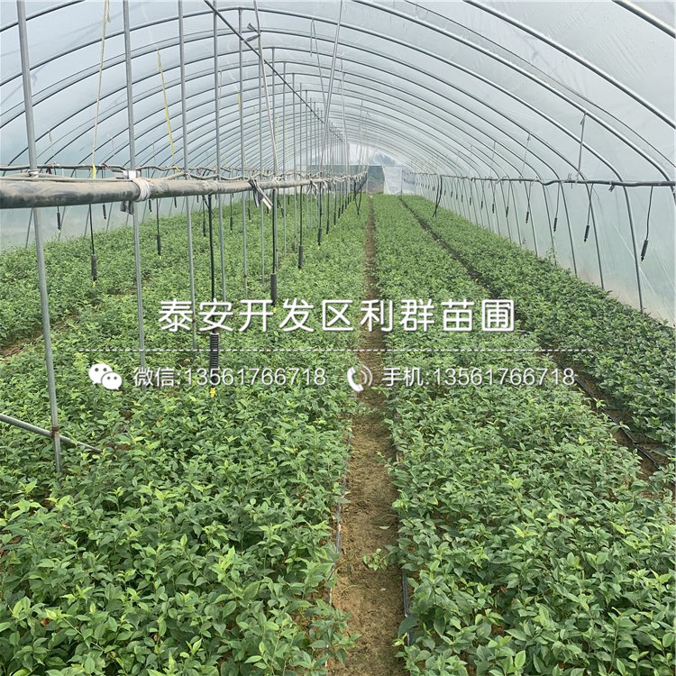 新品種吉塞拉6號(hào)價(jià)格、新品種吉塞拉6號(hào)基地