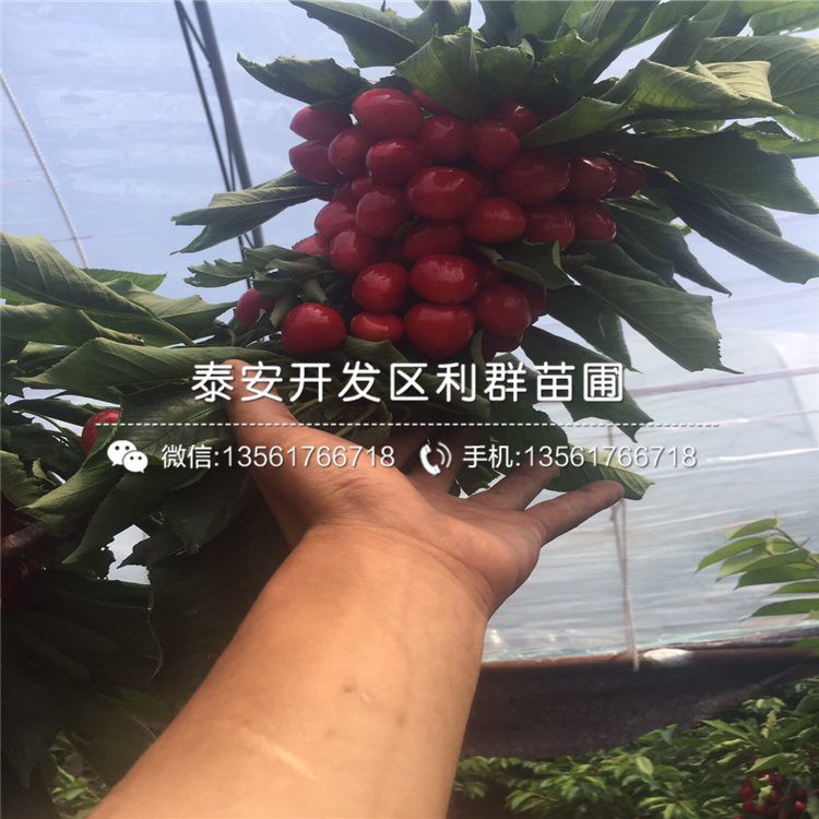 吉塞拉6號(hào)基地及報(bào)價(jià)