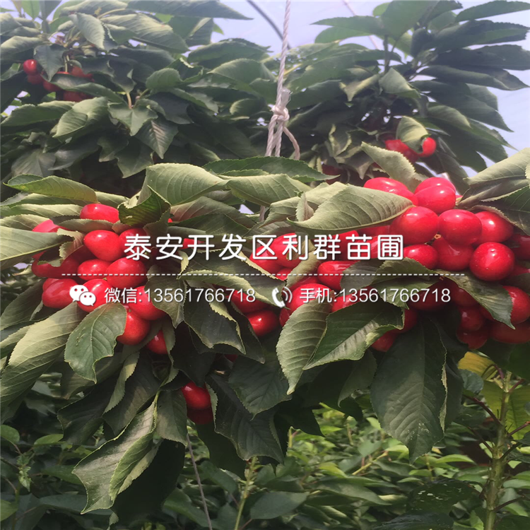 批發(fā)吉塞拉6號、批發(fā)吉塞拉6號價格及基地