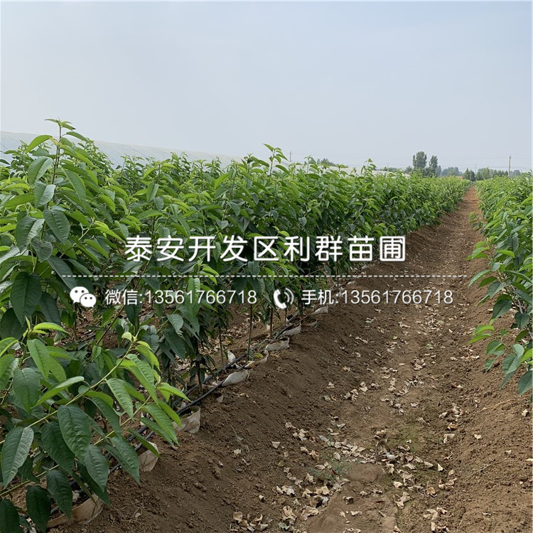 吉塞拉6號(hào)基地及報(bào)價(jià)