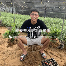 桑缇娜樱桃苗、桑缇娜樱桃苗基地图片