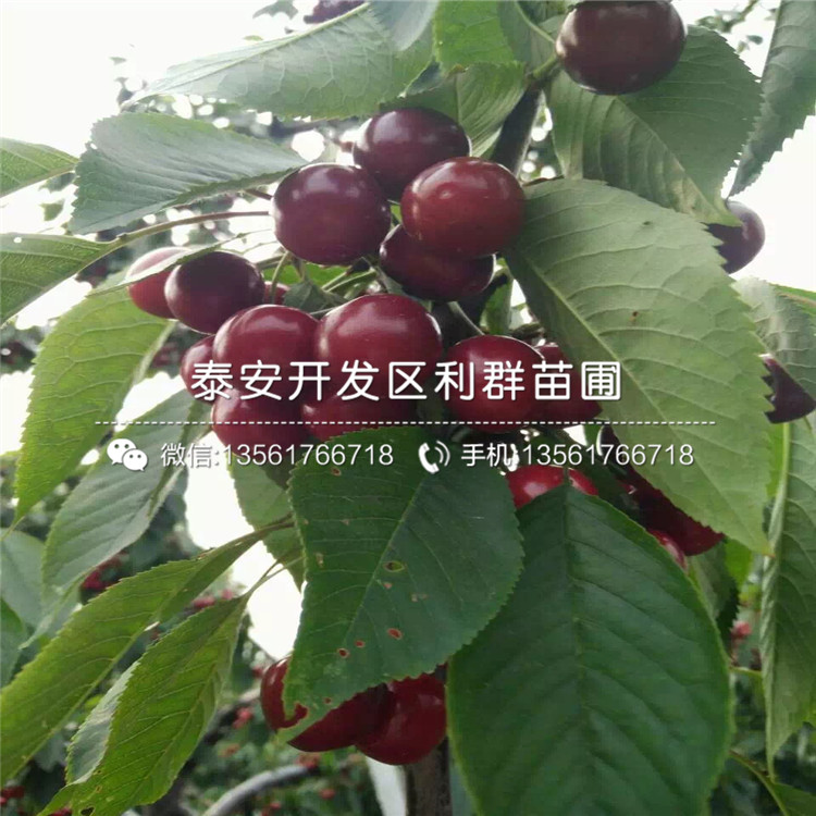 車?yán)遄訕涿纭④嚴(yán)遄訕涿鐖?bào)價(jià)