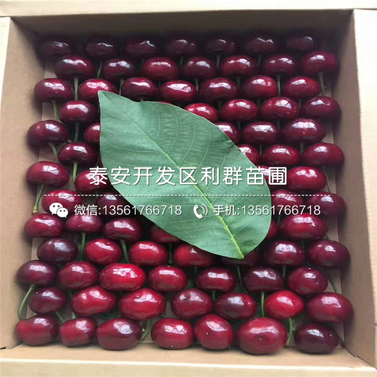 吉塞拉6號(hào)基地及報(bào)價(jià)