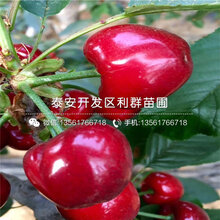 批发早红珠樱桃树苗、早红珠樱桃树苗基地图片
