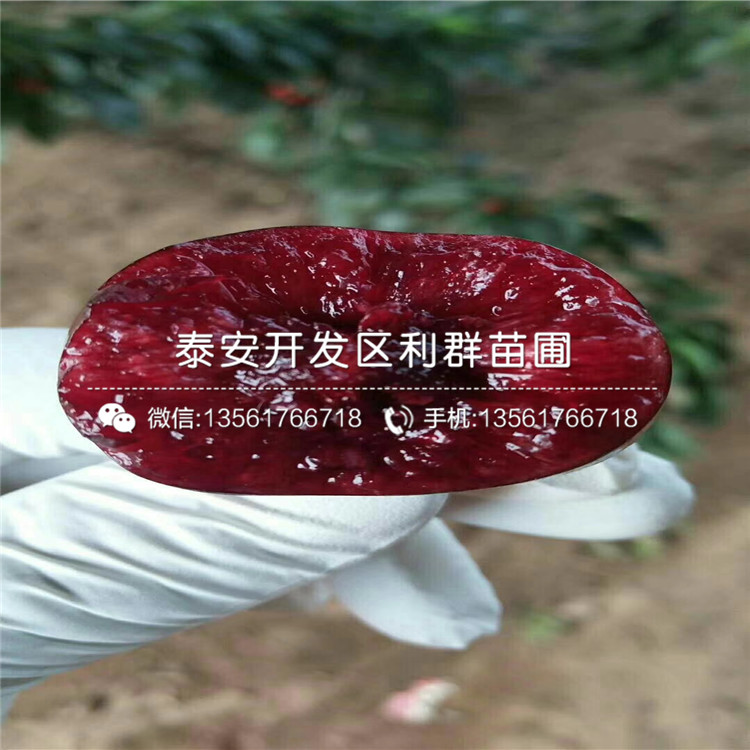 吉塞拉6號
