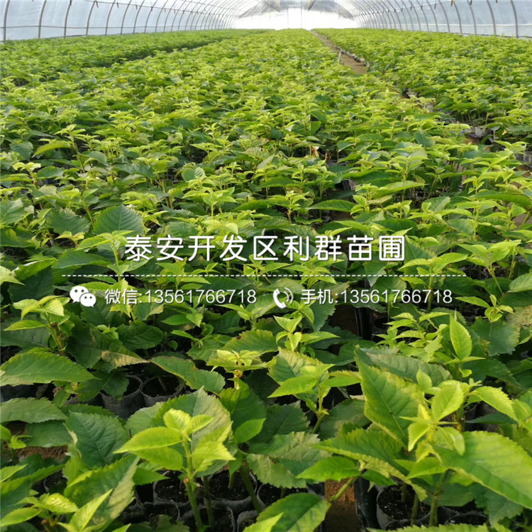吉塞拉6號(hào)基地及報(bào)價(jià)