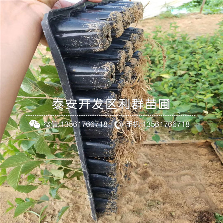 吉塞拉6號品種介紹、吉塞拉6號價格及報價
