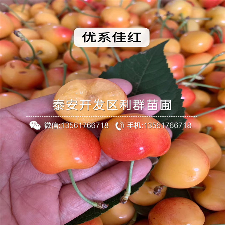 吉塞拉6號(hào)基地及報(bào)價(jià)