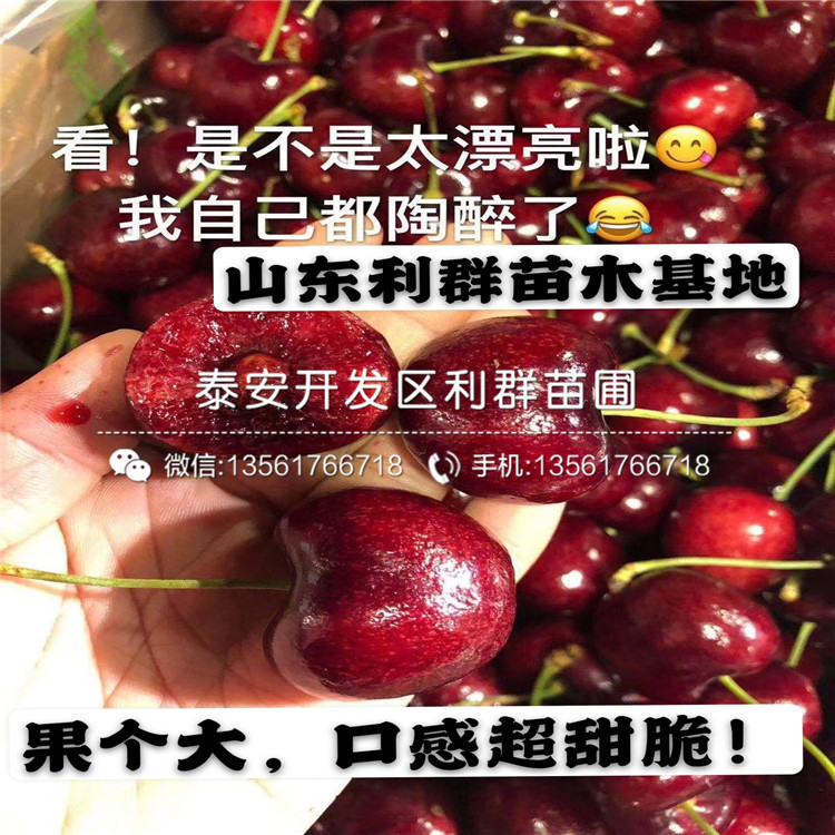 吉塞拉6號批發(fā)、吉塞拉6號價格