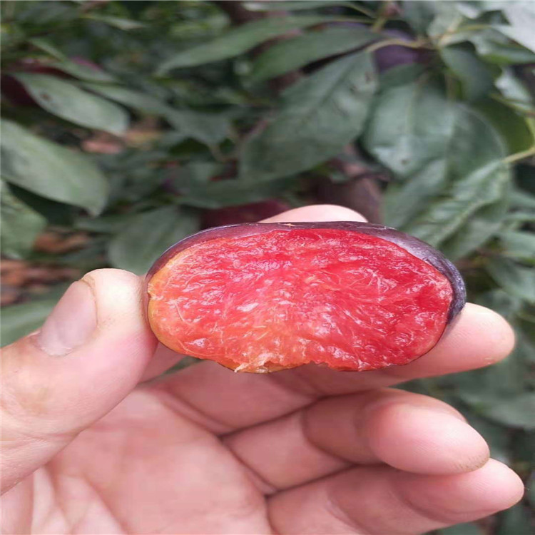 紅布林李子苗、紅布林李子苗批發(fā)基地