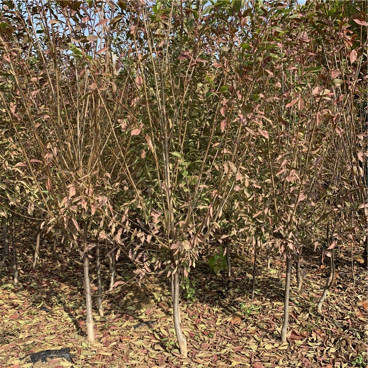 奧德羅達李子樹苗批發(fā)基地、奧德羅達李子樹苗價格及報價