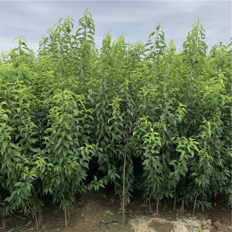 奧德羅達李子樹苗批發(fā)基地、奧德羅達李子樹苗價格及報價