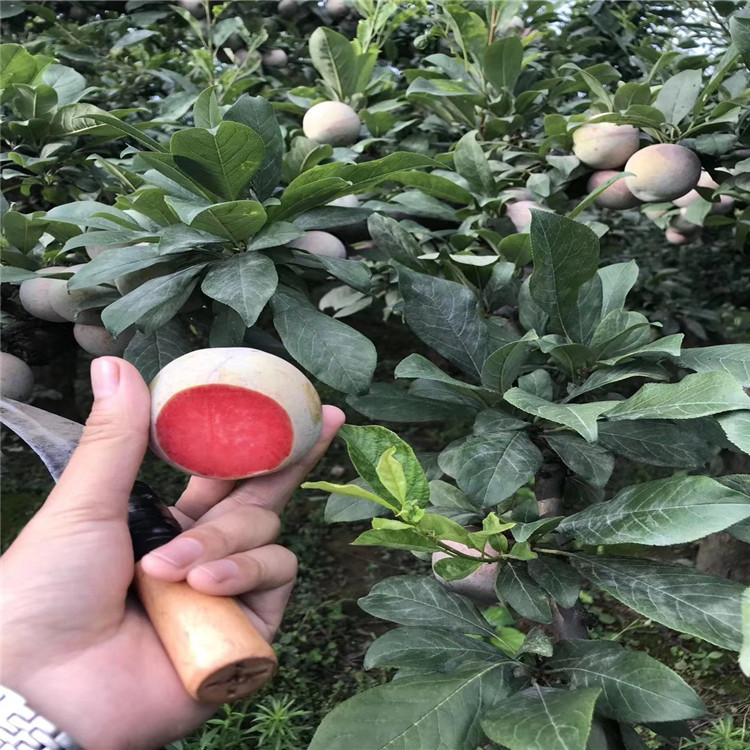 味帝李子樹苗批發(fā)、味帝李子樹苗基地