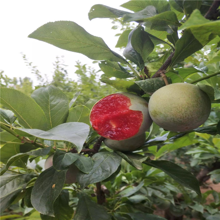 紅寶石李子苗品種介紹、紅寶石李子苗價(jià)格及基地