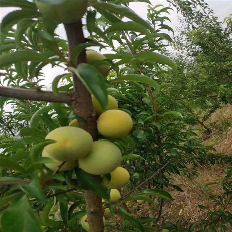 山东西梅李子苗西梅李子苗基地