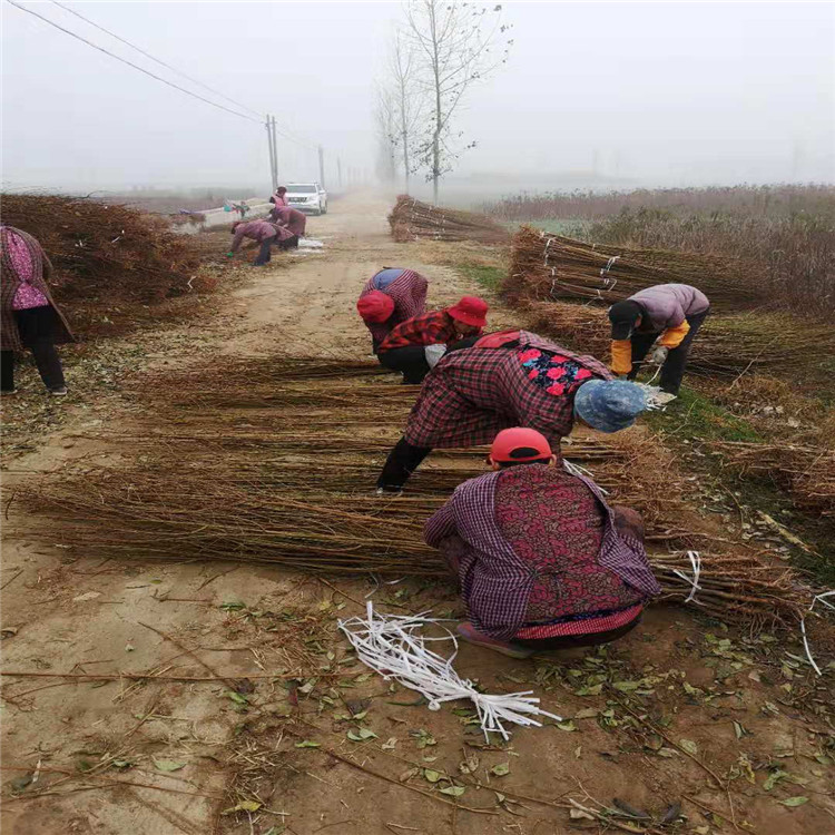 红布朗李子树苗、红布朗李子树苗出售基地