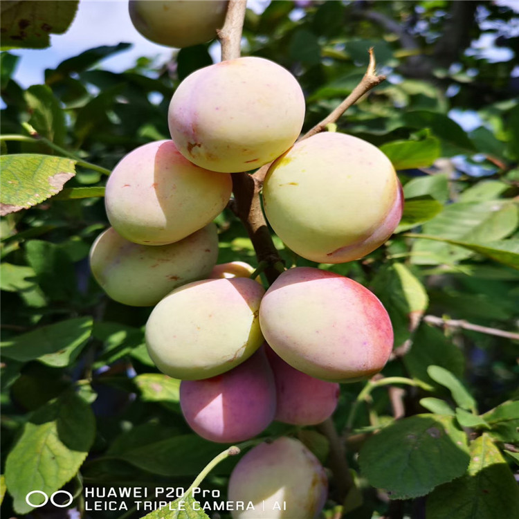 出售美國(guó)杏李恐龍蛋樹(shù)苗、出售美國(guó)杏李恐龍蛋樹(shù)苗基地