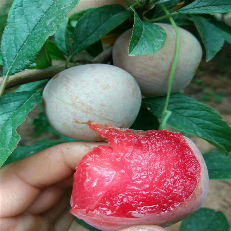 國(guó)峰七號(hào)李子樹苗基地、國(guó)峰七號(hào)李子樹苗價(jià)格及報(bào)價(jià)