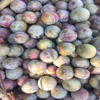 出售半邊紅李子樹苗、出售半邊紅李子樹苗基地
