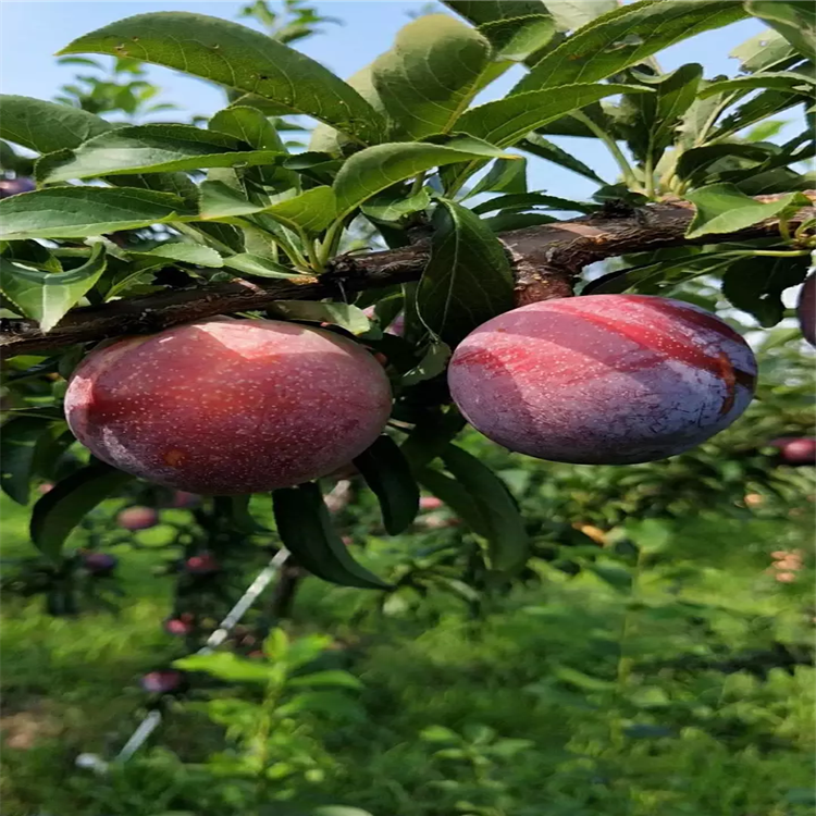 紅寶石李子苗品種介紹、紅寶石李子苗價(jià)格及基地