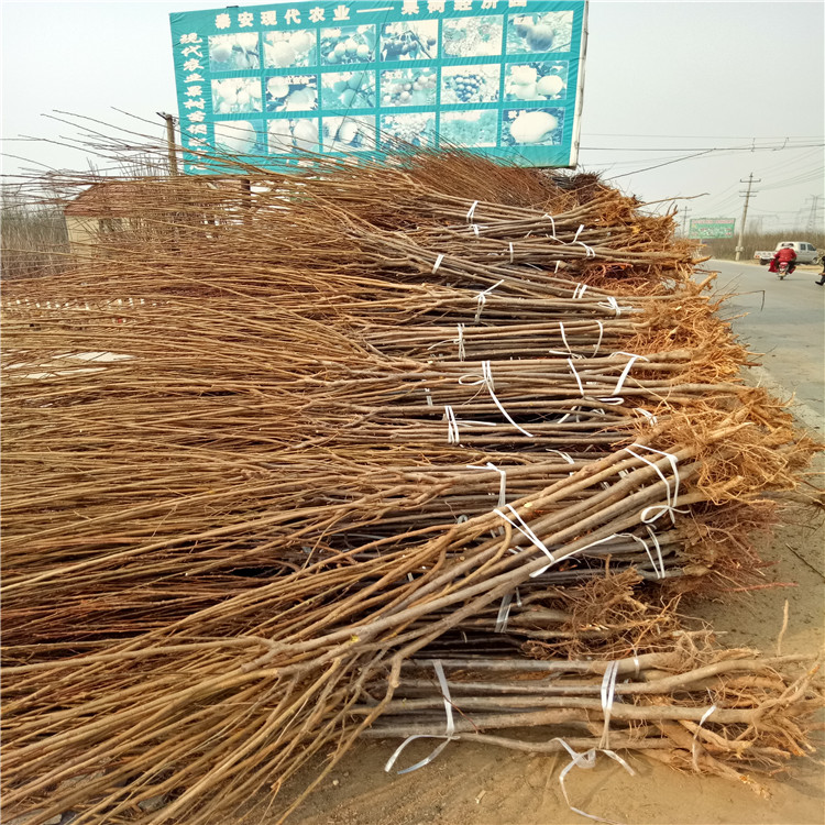 甜脆李子樹(shù)苗價(jià)格、甜脆李子樹(shù)苗基地及報(bào)價(jià)