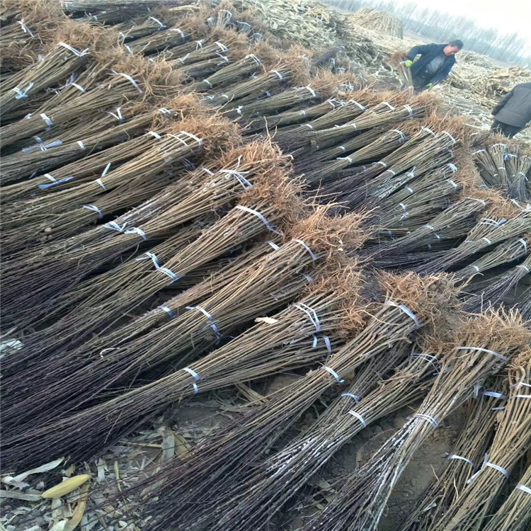 批發(fā)山東李子樹苗、批發(fā)山東李子樹苗價格