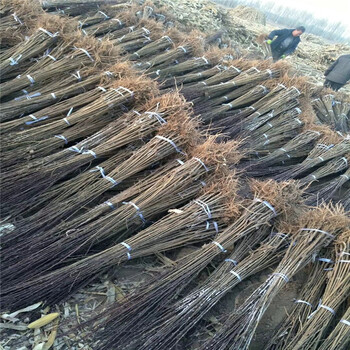 秋紅李子苗報(bào)價(jià)、秋紅李子苗基地及價(jià)格