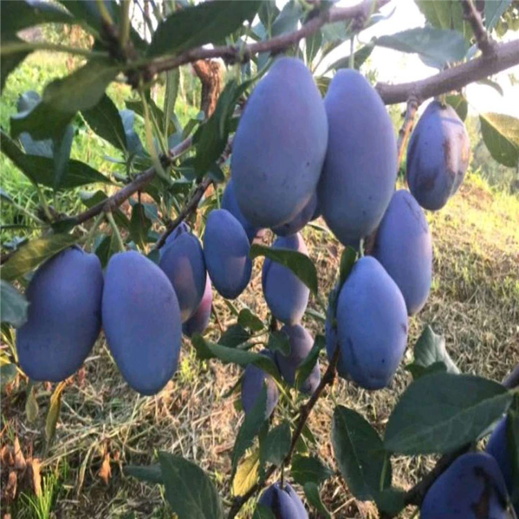 紅布朗李子苗出售、紅布朗李子苗價格及基地