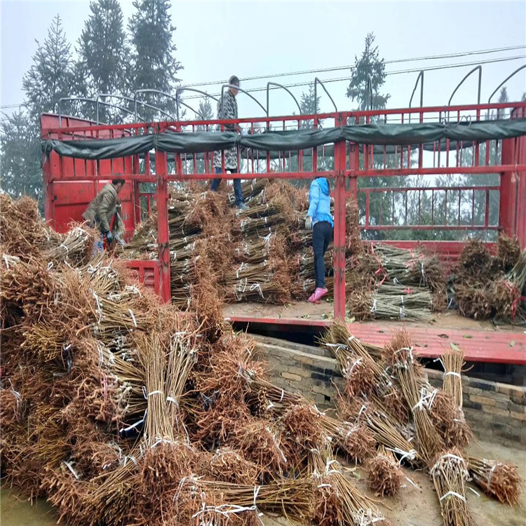 紅布朗李子苗出售、紅布朗李子苗價格及基地
