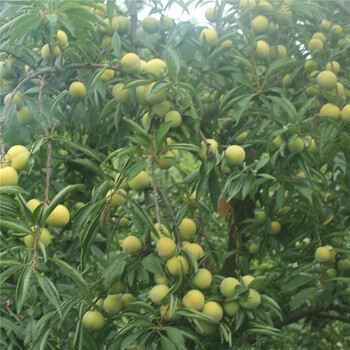 批發(fā)紅布朗李子苗、批發(fā)紅布朗李子苗價格及報(bào)價