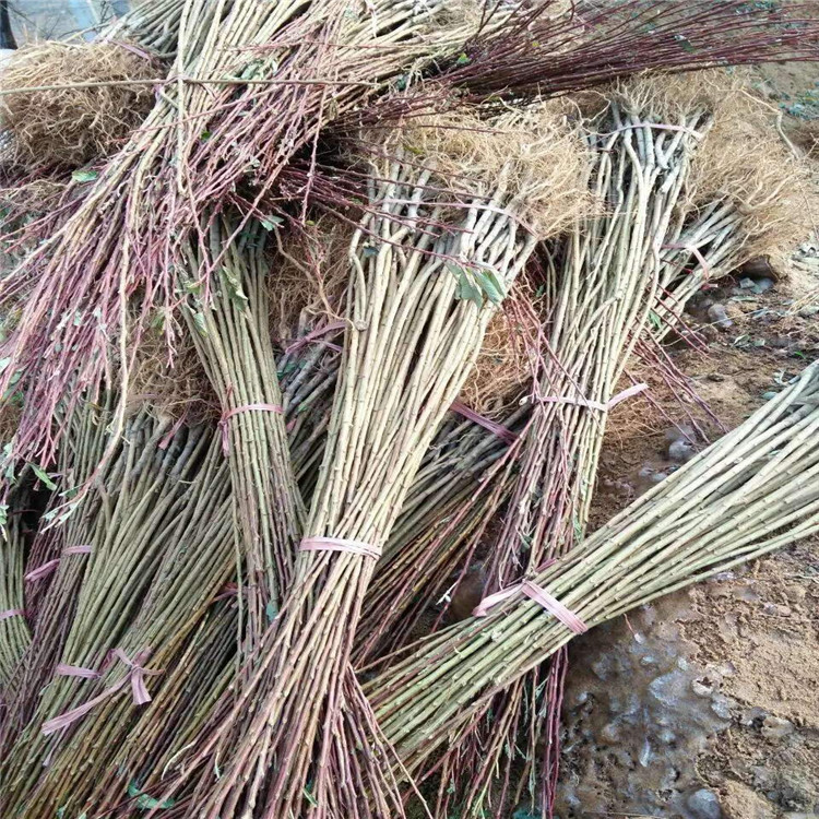紅寶石李子苗品種介紹、紅寶石李子苗價(jià)格及基地