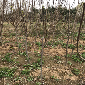 寶蓋柿子苗價(jià)格、寶蓋柿子苗基地