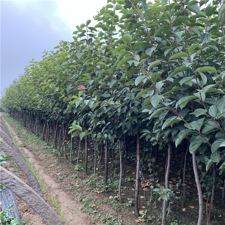 批發(fā)富平尖柿柿子苗、批發(fā)富平尖柿柿子苗價(jià)格及基地