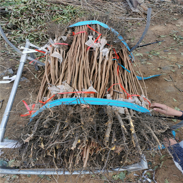 太秋甜柿子苗、太秋甜柿子苗基地及价格