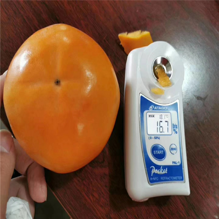 脆甜柿子苗、脆甜柿子苗報(bào)價(jià)