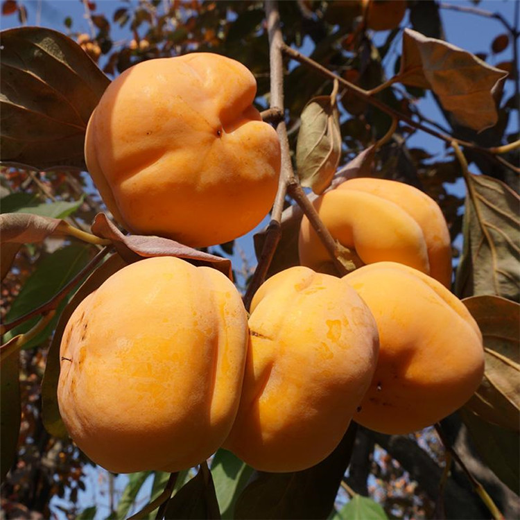 脆甜柿子苗、脆甜柿子苗報(bào)價(jià)