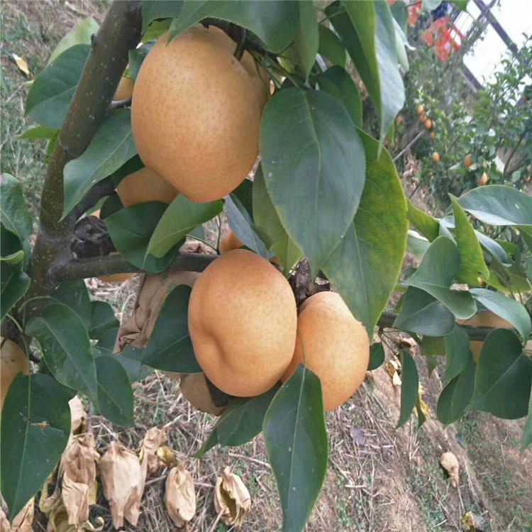 山東華山梨苗、華山梨苗基地