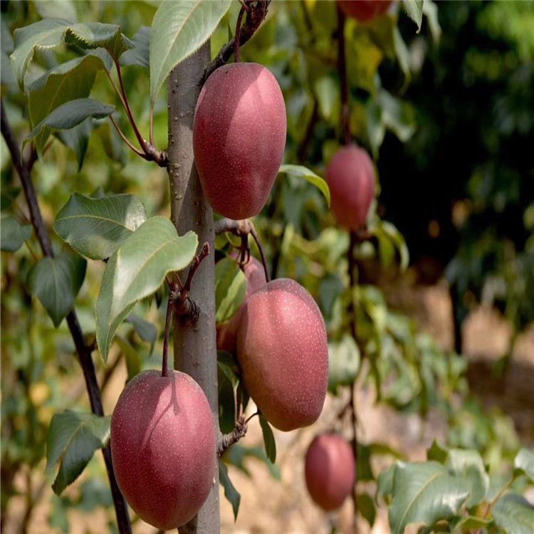 紅酥脆梨樹(shù)苗、紅酥脆梨樹(shù)苗出售