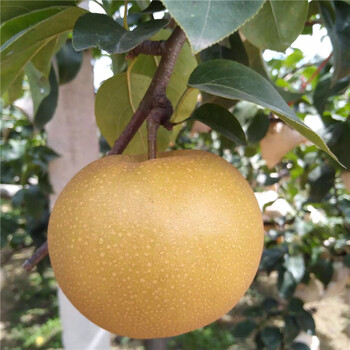 奧紅一號(hào)梨苗、奧紅一號(hào)梨苗批發(fā)價(jià)格