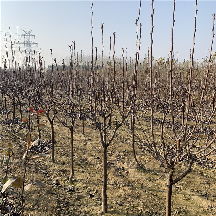 新世紀梨樹苗、新世紀梨樹苗批發基地