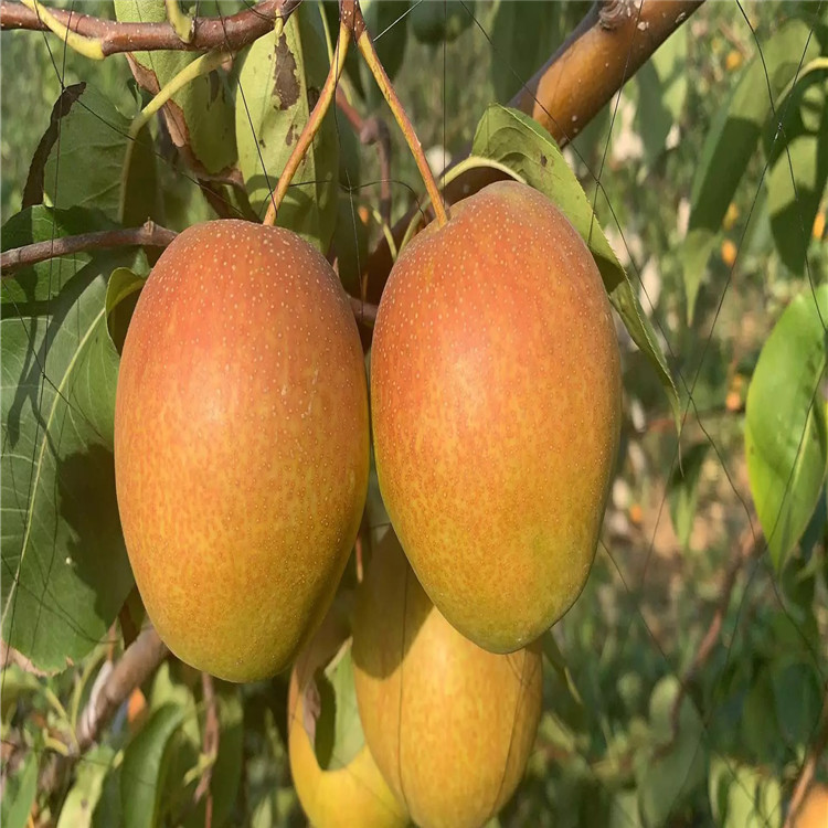 三紅梨樹(shù)苗報(bào)價(jià)、三紅梨樹(shù)苗價(jià)格及報(bào)價(jià)