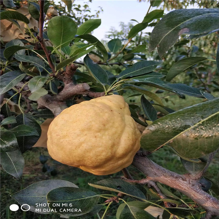 紅巴梨苗、紅巴梨苗批發(fā)基地