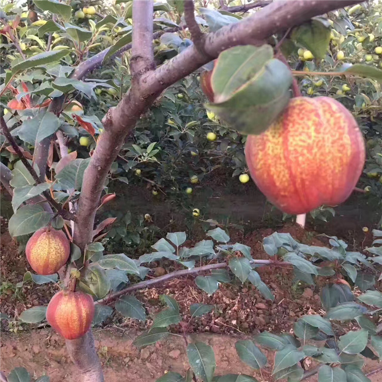 八月紅梨苗新品種、八月紅梨苗價格及基地
