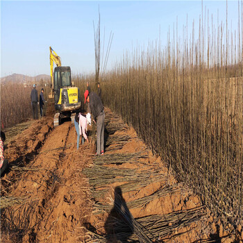 泰安梨树苗、泰安梨树苗价格及基地