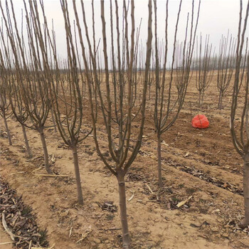 滿天紅梨苗、滿天紅梨苗出售基地
