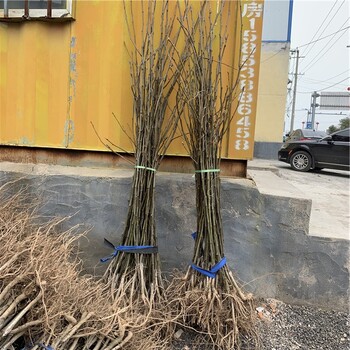 愛(ài)宕梨苗價(jià)格、愛(ài)宕梨苗出售