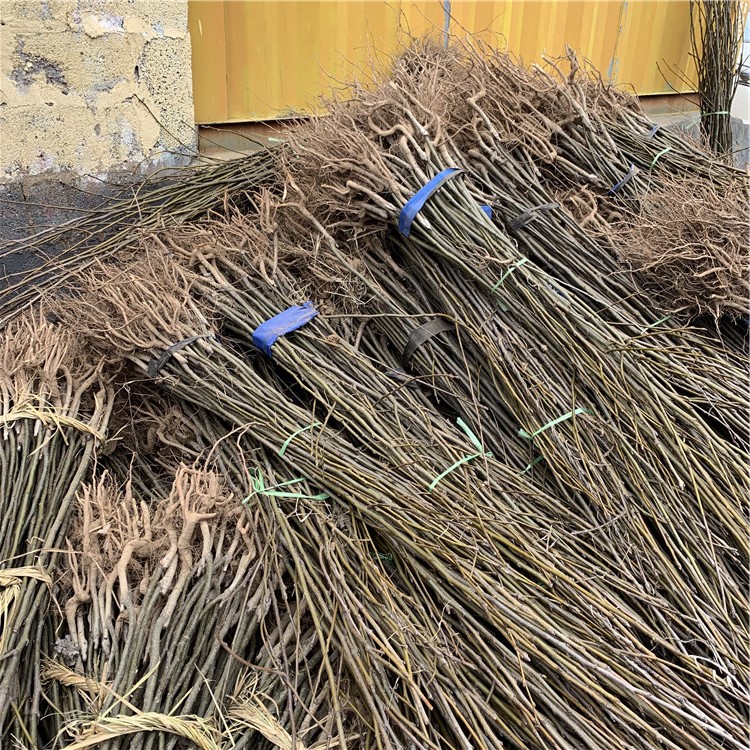 批發(fā)冰糖雪梨樹苗、批發(fā)冰糖雪梨樹苗價(jià)格及報(bào)價(jià)
